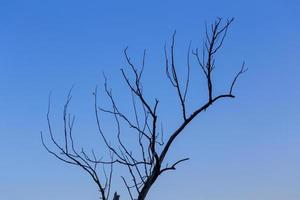 asciutto morto ramo su pendenza blu cielo sfondo minimalista composizione foto