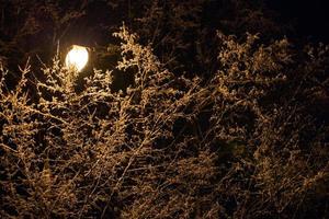 neve coperto inverno rami con strada lampada dentro a inverno notte foto