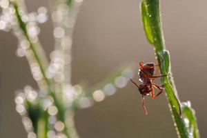 rosso formica su verde poppa con rugiada gocce a estate mattina, macro foto