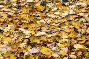 caduto autunno acero le foglie su il terra fotogramma intero sfondo a nuvoloso giorno foto