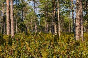 verde pino aghi nel soleggiato foresta foto