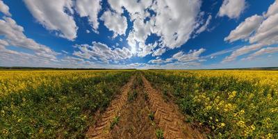 fioritura canola campo con trattore valutare e blu cielo con bianca nuvole - ultrawide panorama nel rettilineo proiezione foto