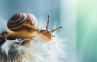 uva lumaca su un' dente di leone fiore nel macro. foto