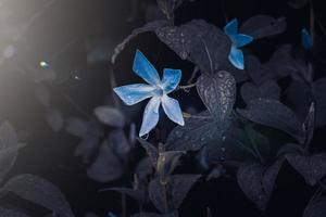 romantico blu fiore nel il giardino nel primavera, buio sfondo foto