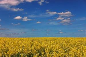 fioritura canola campo e Blu cielo con bianca nuvole foto