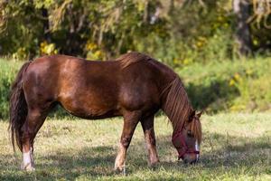 Marrone cavallo sfiora di un autunno foresta sfondo foto