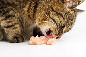 soriano gatto mangiare crudo pollo carne su bianca sfondo foto