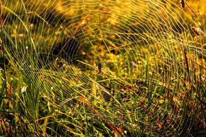 ragno-vespa argiope bruennichi su proprio ragnatela a autunno mattina con rugiada gocce nel alto erba. foto