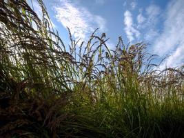 alto selvaggio verde erba a estate giorno su blu cielo con nuvole sfondo foto