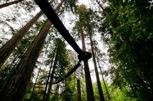 vista del ponte di legno nella foresta foto