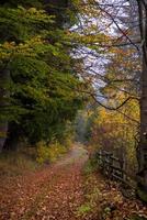 autunnale foresta su un' nebbioso mattina foto