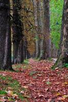 lungo vicolo a autunno autunno sesson foto