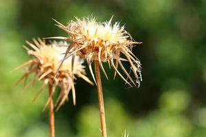 latte cardo cresce nel un' foresta radura. foto