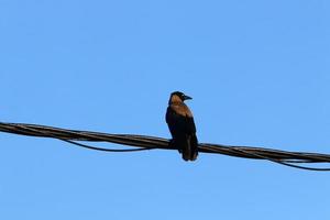 uccelli sedersi su fili trasporto elettricità. foto