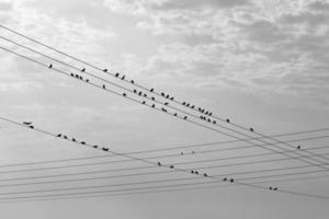 uccelli sedersi su fili trasporto elettricità. foto