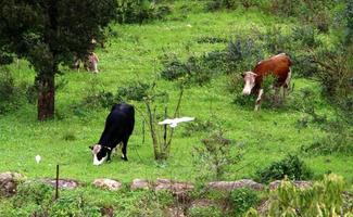 un' mandria di mucche pascolare nel un' foresta radura nel settentrionale Israele. foto