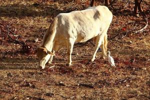 un' mandria di mucche pascolare nel un' foresta radura nel settentrionale Israele. foto