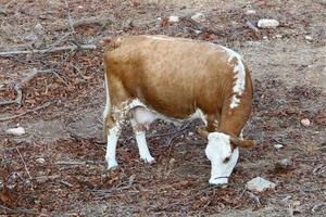 un' mandria di mucche pascolare nel un' foresta radura nel settentrionale Israele. foto