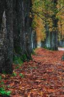 lungo vicolo a autunno autunno sesson foto