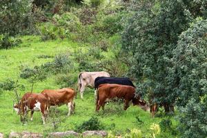 un' mandria di mucche pascolare nel un' foresta radura nel settentrionale Israele. foto