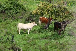 un' mandria di mucche pascolare nel un' foresta radura nel settentrionale Israele. foto