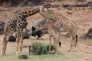 giraffa a piedi e mangiare erba foto