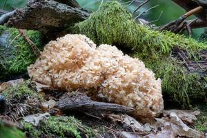 cavolfiore fungo cresce su il tronco di un' pino albero nel il muschio foto