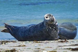 foca grigia sulla spiaggia di Helgoland - duna dell'isola foto