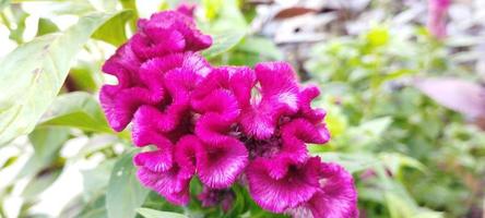 il di pollo pettine pianta è rosa e il le foglie siamo verde foto