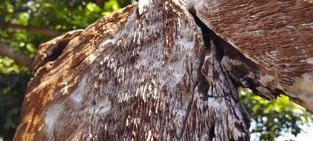 naturale estetico legna con legna grano su il ruvido davanti foto