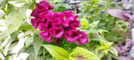 il di pollo pettine pianta è rosa e il le foglie siamo verde foto