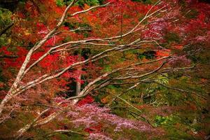 pittoresco scena di autunno nel Giappone foto