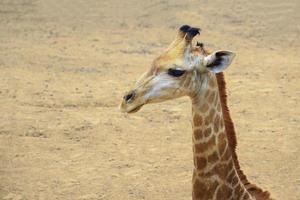 primo piano della testa della giraffa foto