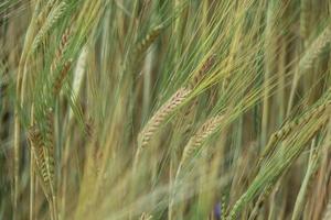 un campo di grano foto