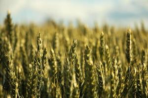 campo di grano in campagna foto