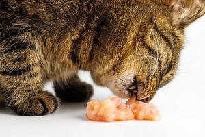 soriano gatto mangiare crudo pollo carne su bianca sfondo foto