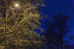 notte inverno albero sotto giallo leggero di il strada leggero di lampada inviare a notte foto