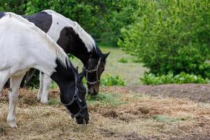 Due cavalli nel un' paddock mangiare fieno a partire dal il terra, a estate giorno - avvicinamento con selettivo messa a fuoco foto