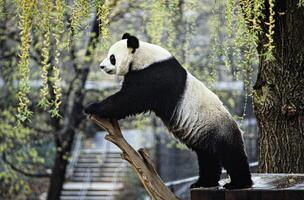 gigante panda mangiare bambù sfondo foto