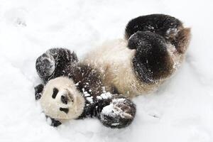 gigante panda nel il neve foto