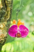 bellissimo rosa fiore di orchidea su un' albero con gocce di acqua.