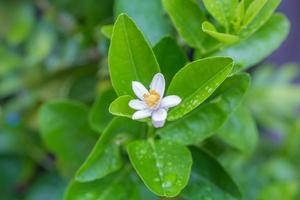 bouquet di limoni bianchi freschi su un albero di limone foto