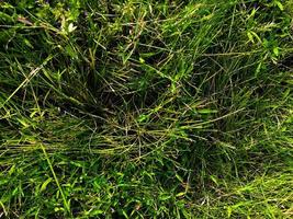 verde erba struttura parete spazio sfondo. fresco fogliame nel il all'aperto foto