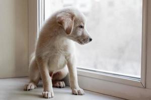 carino poco bianca cucciolo è seduta su un' davanzale e guardare per il finestra. foto
