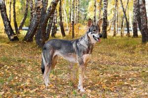 Marrone e bianca capelli corti bastardo cane è a piedi nel parco nel autunno asciutto tempo atmosferico. foto