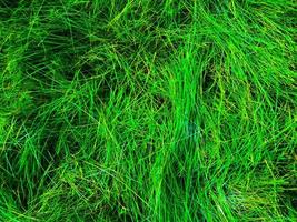 verde erba struttura sfondo per opera con copia spazio foto