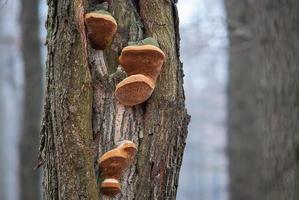 mensola fungo in crescita su albero tronco foto