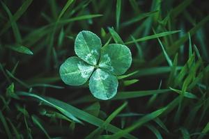 quattro foglia trifoglio in crescita nel verde erba, fortunato fascino e bene fortuna concetto, copia spazio foto