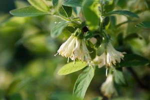 blu caprifoglio fioritura, lonicera caerulea fioritura nel primavera giardino foto