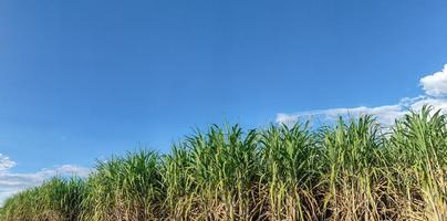 canna da zucchero i campi e blu cielo foto